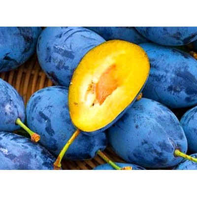 Саженец сливы "Лагидна" Саженец сливы "Лагидна"